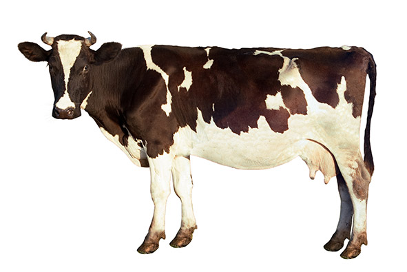 Ficheiro:R101 and cows.jpg – Wikipédia, a enciclopédia livre