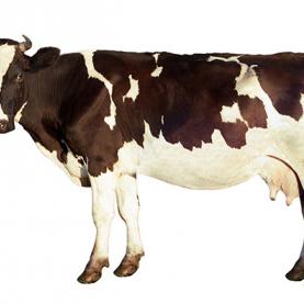 AL025-11-vache display