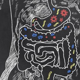 The stages of digestion