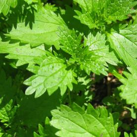 Nettles may sting, but they are also very tasty!